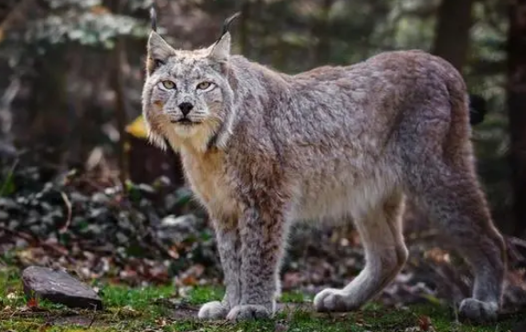 山猫三菱帕杰罗 山猫三菱帕杰罗