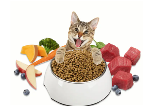 艾诺琪猫粮是什么品牌,品质过关吗? 艾诺琪猫粮是什么品牌,品质过关吗?