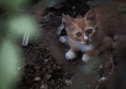 流浪猫能吃的20种食物