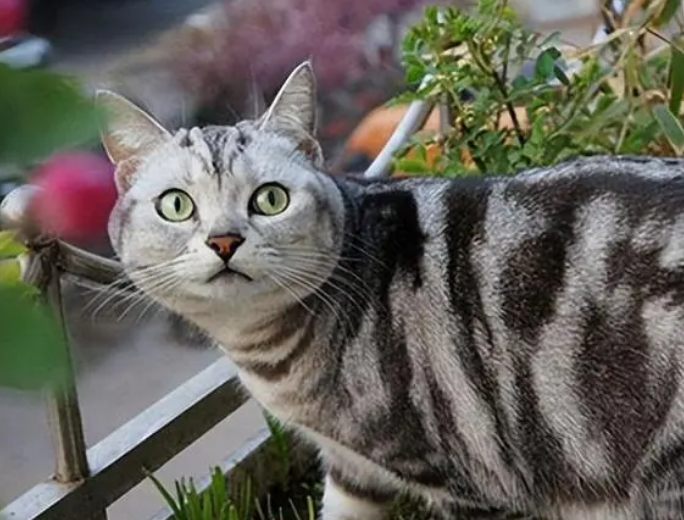 虎皮猫为什么不建议养 虎皮猫为什么不建议养