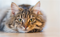 猫咪睡觉会露c的原因有哪些