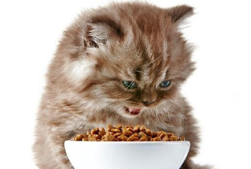 宠之鲜猫粮是毒猫粮吗 宠之鲜猫粮是毒猫粮吗