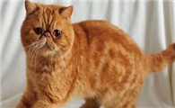 猫咪为什么毛发亮呢