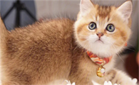 猫咪为什么喜欢挪东西呢