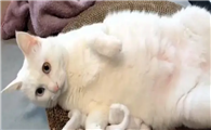 猫咪经常翻肚皮为什么呢