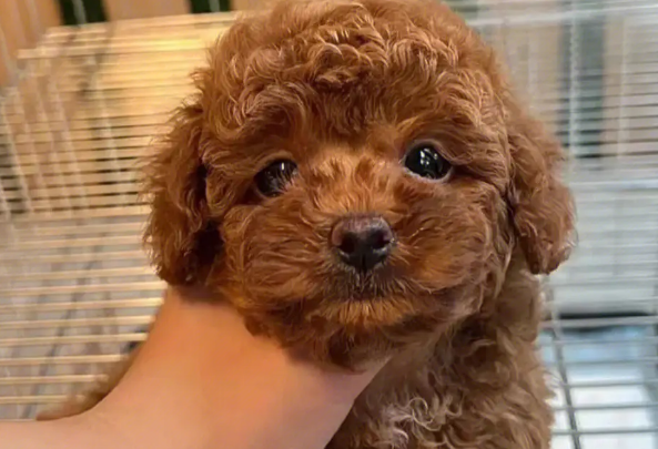 灰泰迪幼犬吃什么狗粮最好 灰泰迪幼犬吃什么狗粮最好