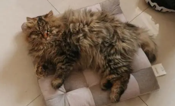 800买了一只长毛狸花猫值吗 800买了一只长毛狸花猫值吗