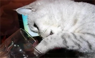 猫咪为什么半夜喝水多呢