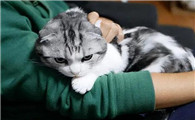 猫为什么不乱叫