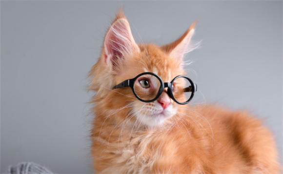 AIM宠物营养:猫咪容易得肾脏疾病的原因,铲屎官,还不赶紧进来看! AIM宠物营养:猫咪容易得肾脏疾病的原因,铲屎官,还不赶紧进来看!