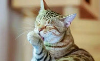 猫咪为什么会背着你洗脸