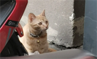 猫藏在家里找不到了怎么找啊