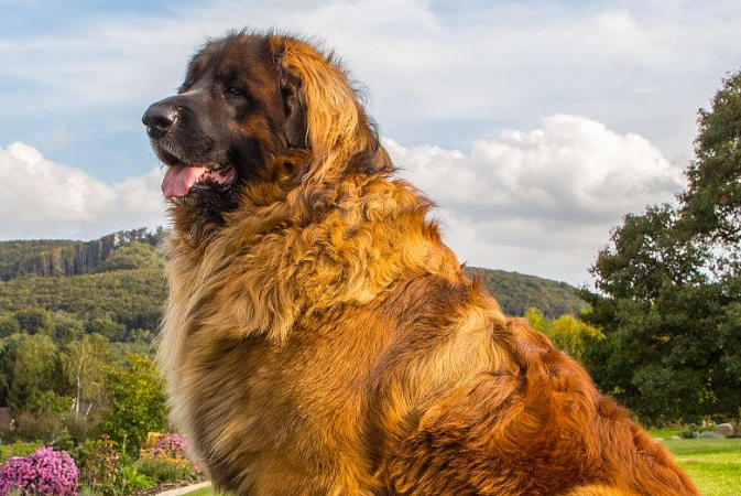 兰伯格犬是禁养犬吗？来get下吧