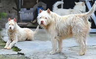最凶残的下司犬图片