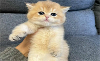 金渐层猫怎么养