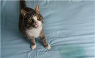 猫咪在背包拉尿是为什么啊