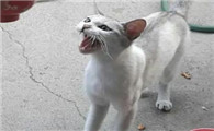 小猫咪为什么凶人的原因