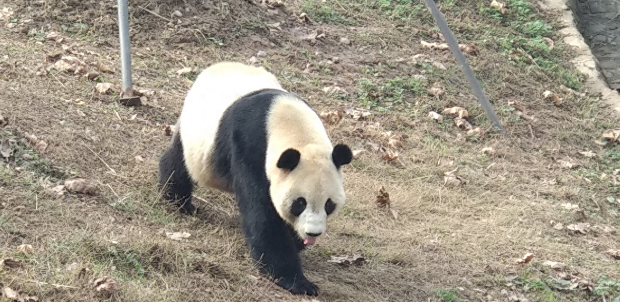 西安一野生大熊猫被一个人就吓跑了，为什么多数动物胆子都很小？
