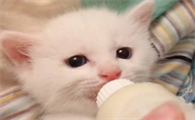 小奶猫抗拒喝奶一直叫