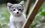 猫咪为什么会开玩笑咬人呢
