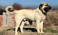 坎高犬和高加索谁大