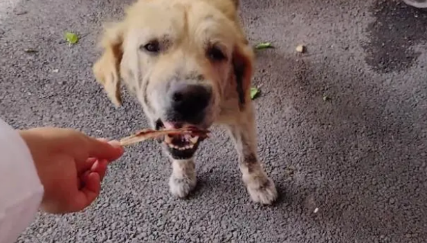 金毛犬，历经了多少磨难，才遇到一位愿意帮它的人!