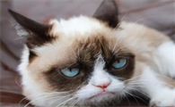 猫咪为什么会有仇恨心理的表现