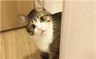 猫咪老是守着门口叫为什么啊