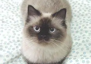 卡鲁宾猫的养护指南！