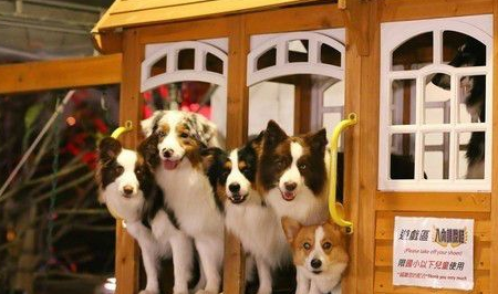 阿富汗猎犬站旁边牧羊犬瞬间变「柯基」！