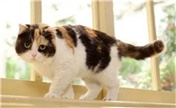 猫咪为什么坐着尿呢