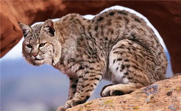 山猫生活在什么地方 山猫生活在什么地方