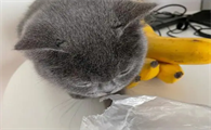 猫咪为什么会折叠耳朵