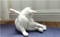猫咪为什么疯狂蹬脚啊