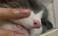 猫咪下巴有硬块的原因有哪些
