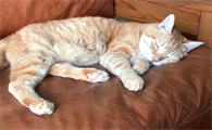 猫咪为什么睡觉不喜欢说话的原因