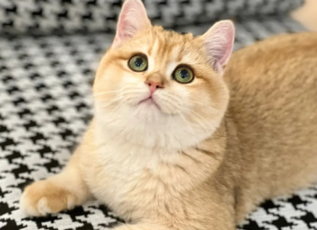 金渐层容易得猫癣