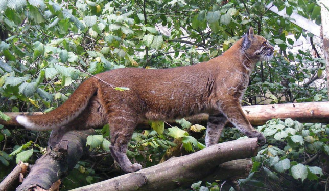 安徽黄山出现“不明生物”,体型较大,似猫似豹 安徽黄山出现“不明生物”,体型较大,似猫似豹