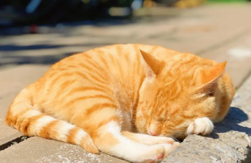 为什么橘猫是最聪明的猫 为什么橘猫是最聪明的猫