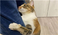 猫咪为什么被人赶下腿啊