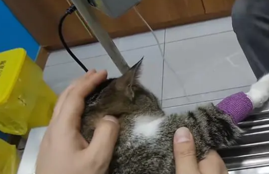 面对主人给它的最后晚餐，它只是默默趴着，面对冰冷的墙不知想啥