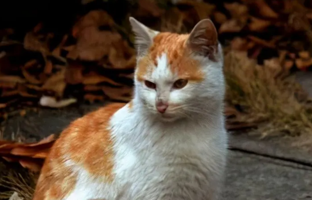 流浪猫预示戴孝真的吗 流浪猫预示戴孝真的吗