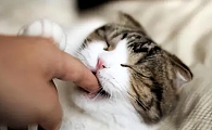 猫咪要去舔药是怎么回事