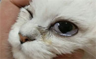 猫咪眼珠为什么变小了呢怎么回事