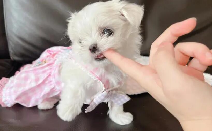 小奶狗应该怎么喂养 小奶狗应该怎么喂养