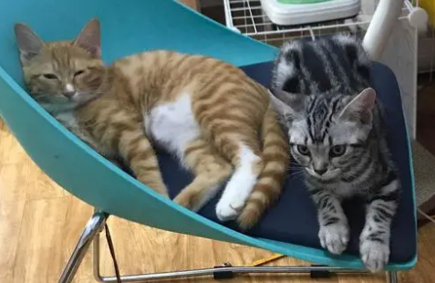 美短和橘猫的后代