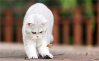 猫咪为什么总是懒着