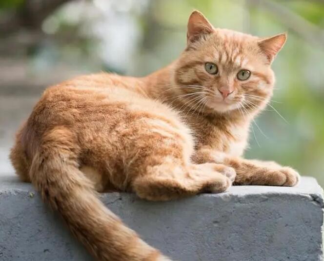 橘猫哪种品相是最好的