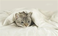 猫咪尿床因为什么原因