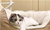 猫咪为什么窝在门口呢